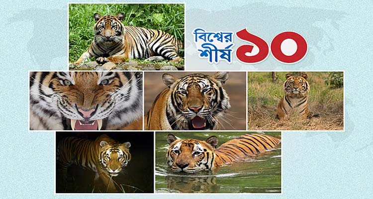 বাঘের বসবাস সবচেয়ে বেশি কোন ১০ দেশে
