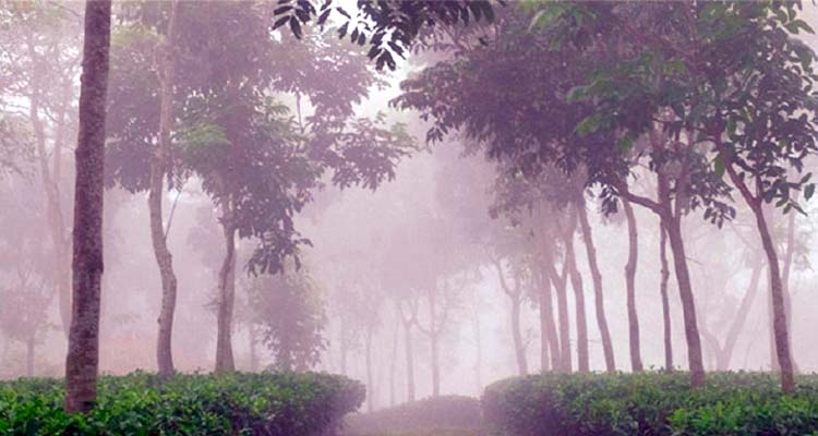 ১১ ডিগ্রিতে তীব্র শীতে কাঁপছে শ্রীমঙ্গল