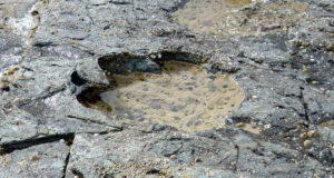 কোটি বছর ধরে টিকে আছে ডাইনোসরের পায়ের ছাপ