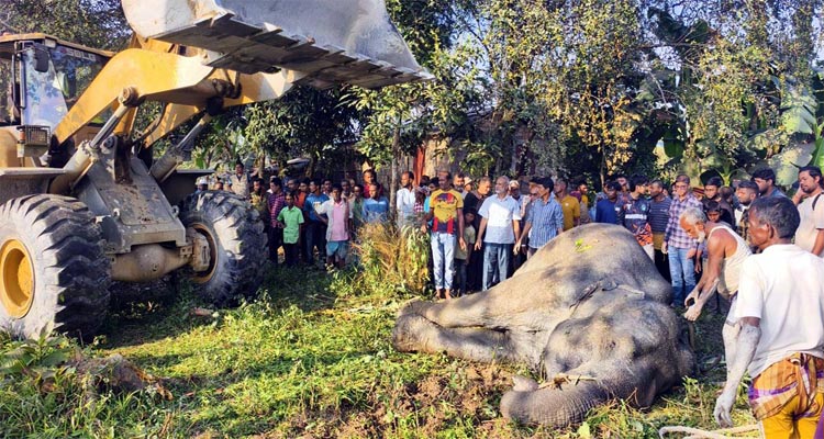 সিলেটে ট্রেনের ধাক্কায় আহত হাতি মারা গেছে