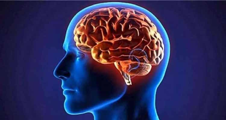 মস্তিষ্কের ক্ষতি করে যেসব খাবার