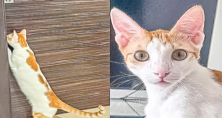 নিখোঁজ বিড়ালের সন্ধান চেয়ে লাখ টাকার পুরস্কার ঘোষণা