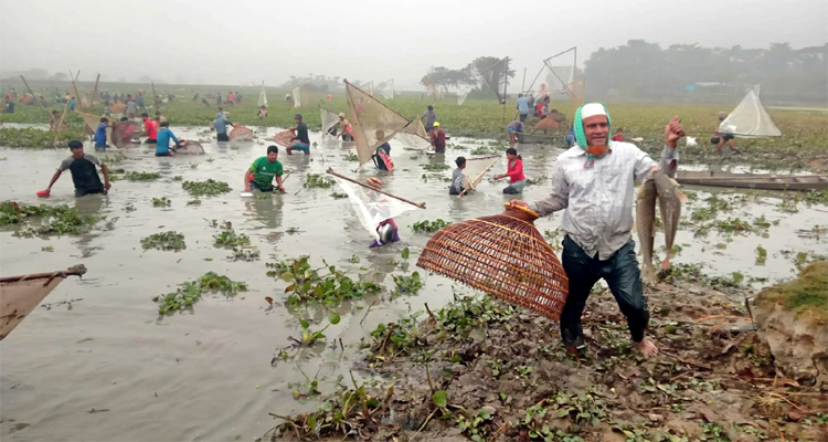 বিশ্বনাথে ঐতিহ্যবাহী পলো বাওয়া উৎসব পালিত