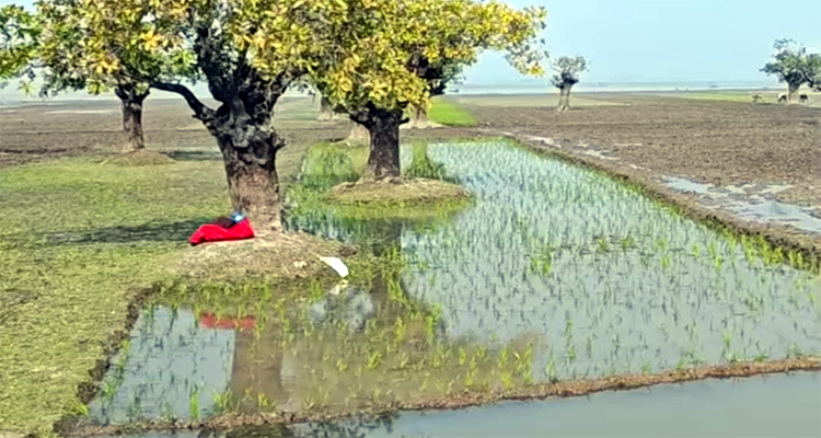 ভূমিহীন সেজে লিজ নিয়ে চাষাবাদের নামে শতবর্ষি হিজল বন ধ্বংসের অভিযোগ