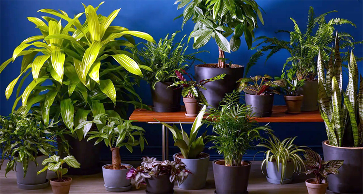 গাছ কি ঘরের বাতাস শুদ্ধ করতে পারে