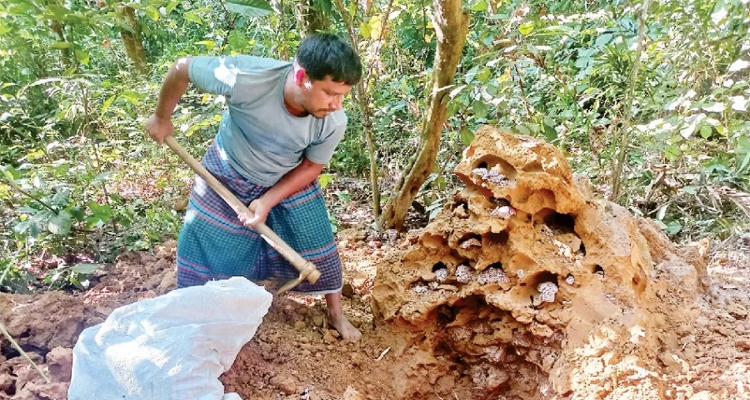 শালবনে বিলীন হচ্ছে উইপোকার প্রাসাদ