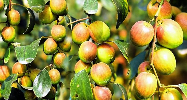 শীতে ফ্লু নিরাময়ে যা খাবেন