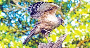 শিকারি পাখি সাপচুর