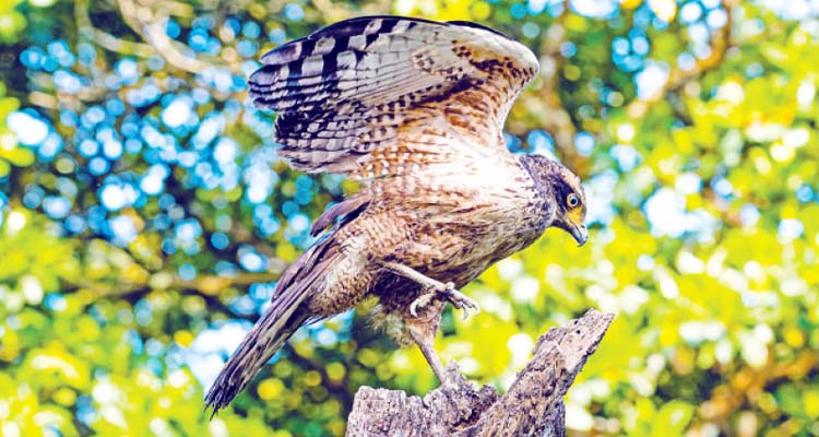 শিকারি পাখি সাপচুর