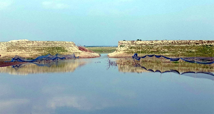 শান্তিগঞ্জে দেখার হাওরে ফসল রক্ষা বাঁধ নিয়ে শঙ্কায় কৃষক