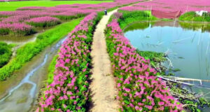 ঘুরে আসতে পারেন বড় হাওরের হুড়হুড়ে ফুলের রাজ্যে