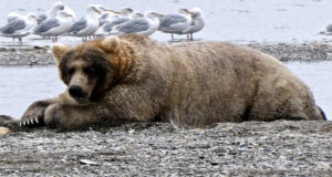 ভালুক কি আসলে শীতনিদ্রায় যায়?