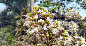 মায়া ছড়িয়ে ফুটছে বুনোফুল ‘ভাট’, মুগ্ধ পথচারীরা