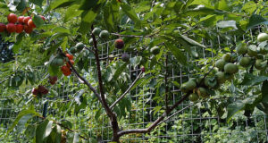 এক গাছেই ৪০ ধরনের ফল