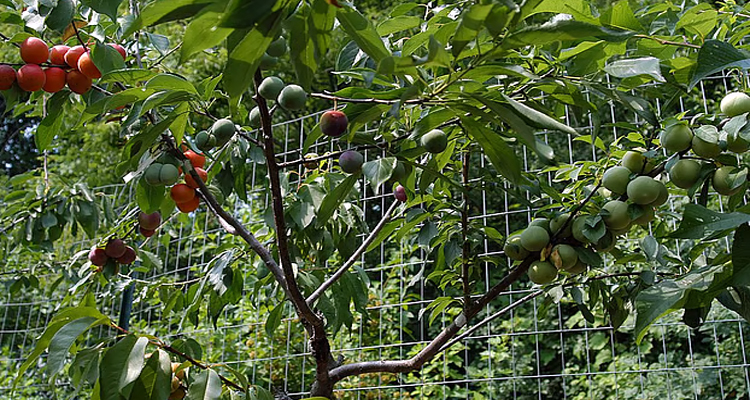 এক গাছেই ৪০ ধরনের ফল