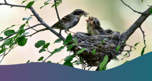 পাখিরা যেভাবে নির্বাচন করে