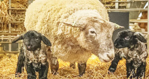 ‘সবচেয়ে একাকী ভেড়া’ জন্ম দিল যমজ বাচ্চা