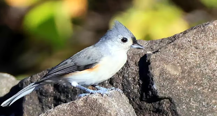 মানুষের শোরগোলে পাখিদের জীবনযাত্রা ব্যাহত
