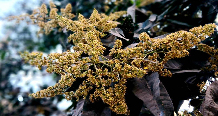 গাছে গাছে আমের মুকুল, ছড়াচ্ছে সমধুর ঘ্রাণ