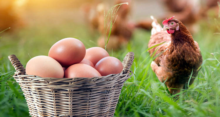 ৪০ দেশ থেকে হাঁস-মুরগি ও ডিম আমদানি নিষিদ্ধ করল সৌদি