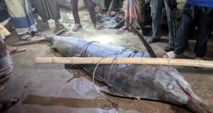 জেলের জালে ধরা পড়ল ২০০ কেজি ওজনের পাখি মাইট্যা মাছ