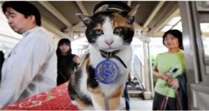 স্টেশনমাস্টারের দায়িত্বে বিড়াল!