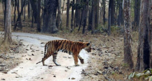 খোঁড়া পা নিয়েই বনে ১৮ বছর রাজত্ব, চিরবিদায় ‘ল্যাংডি’