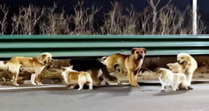 ১৭ কিলোমিটার হেঁটে বাড়ি ফিরল নিখোঁজ ৭ কুকুর, ভিডিও ভাইরাল