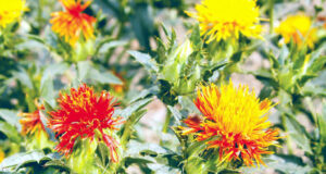 বহুবর্ণিল কুসুমের শোভা