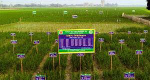 <span style='color:#ff0000;font-size:18px;'>স্থানীয় কৃষকদের মাঝে আলোড়ন</span> <br/> ধান গবেষণা ইউস্টিটিউট (ব্রি’র) এক জমিতেই ৫১ জাতের ধান চাষ