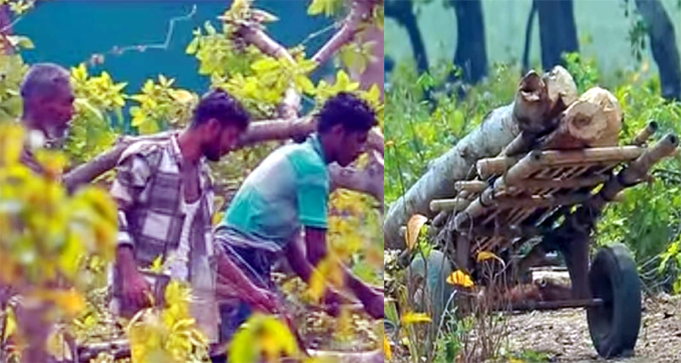 তাহিরপুরের পর্যটন স্পট বারেকটিলার গাছ কেটে সাবার