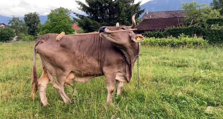 ঝাঁটা দিয়ে নিজেই গা চুলকাচ্ছে গাভী