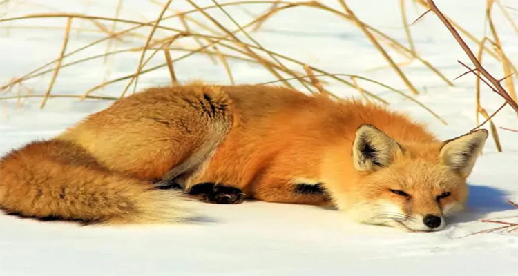 ‘বিনা ভিসায়’ ইংল্যান্ড থেকে যুক্তরাষ্ট্রে যেভাবে গেলো শিয়াল