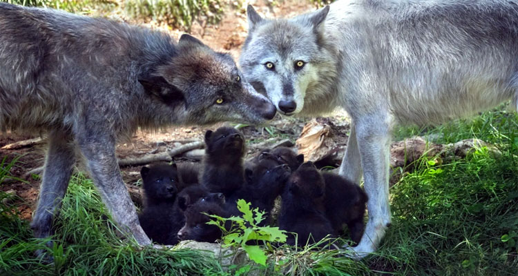 অদ্ভুত উপায়ে যেভাবে কথা বলে প্রাণীরা