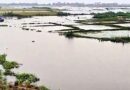 টানা বৃষ্টিতে হাওরে ক্ষতির মুখে প্রায় ৭ হাজার একর জমির ধান