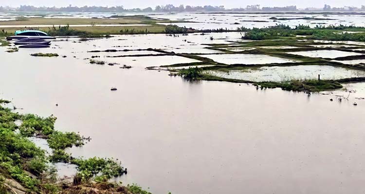 টানা বৃষ্টিতে হাওরে ক্ষতির মুখে প্রায় ৭ হাজার একর জমির ধান
