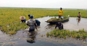 সুনামগঞ্জে আগাম বন্যার শঙ্কায় দ্রুত কাটার নির্দেশ পাউবোর