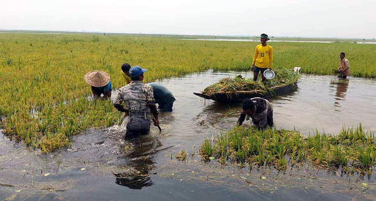 সুনামগঞ্জে আগাম বন্যার শঙ্কায় দ্রুত কাটার নির্দেশ পাউবোর