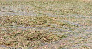 মাধবপুরে ঝড়-বৃষ্টির তাণ্ডব, বিদ্যুৎ বিচ্ছিন্নতায় ভোগান্তি