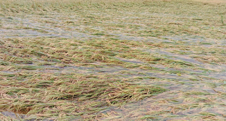 মাধবপুরে ঝড়-বৃষ্টির তাণ্ডব, বিদ্যুৎ বিচ্ছিন্নতায় ভোগান্তি