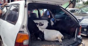 অভিনব কায়দায় ছাগল চুরি: ৩ ছাগলসহ প্রাইভেটকার জব্দ