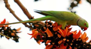 বসন্ত এসে গেছে