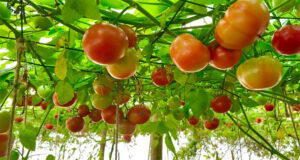 গোলাপগঞ্জে পলিশেডে টমেটো চাষ করে সফলতার স্বপ্ন দেখছেন টিপু