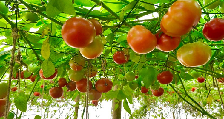 গোলাপগঞ্জে পলিশেডে টমেটো চাষ করে সফলতার স্বপ্ন দেখছেন টিপু