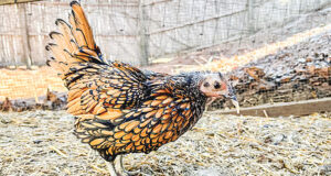 বিশ্বের সবচেয়ে বেশি বয়সী মুরগি