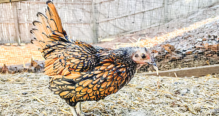 বিশ্বের সবচেয়ে বেশি বয়সী মুরগি