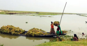 ‘ধান ডুবি গেলে আমরা বাঁচমু কিলা’