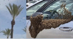 ইসরায়েলে মৌমাছির আতঙ্ক, স্থবির জনজীবন