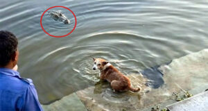 ‘মজা করার জন্য যে তাকে নির্মমভাবে অনর্থক মরতে হবে, এটা সে বোঝেনি