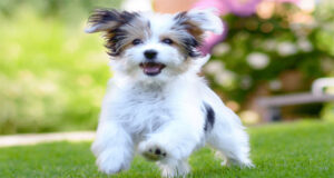 কুকুরছানাকে ‘স্কুলে’ ভর্তি, খরচ দুই লাখ টাকা